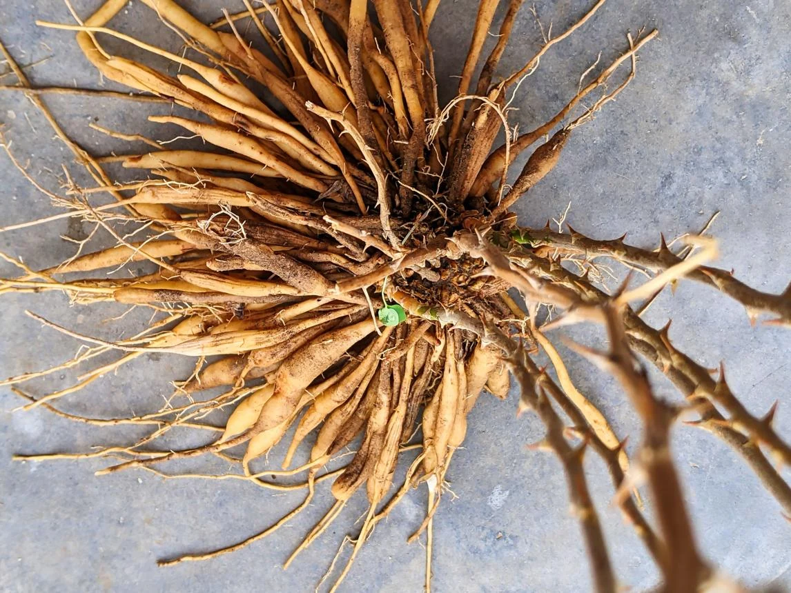 Shatawari Root (Asparagus racemosus) used in Energyon